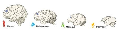 Study shows differences between brains of primates - humans, apes and monkeys | Mirage News