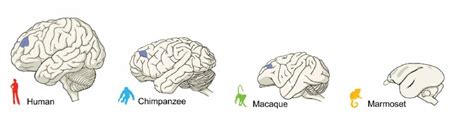 Study shows differences between brains of primates - humans, apes and monkeys | Mirage News