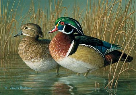 Jim Hautman Original Acrylic Painting:"Wood Duck Pair II" - Jim Hautman | Hunting art, Waterfowl ...