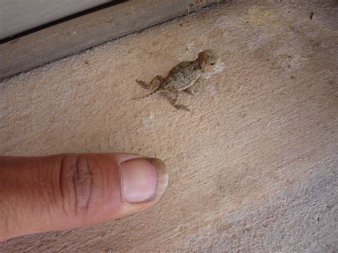 baby horned lizard | saw this on a landscaping job - so cute… | Flickr