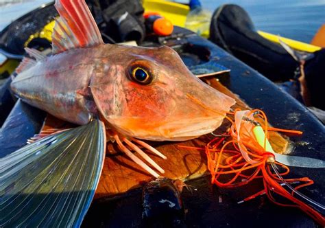 Gurnard - Species Guide