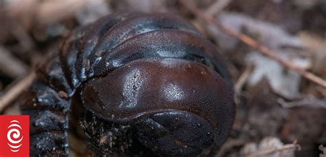 Largest-ever millipede fossil found on English beach | RNZ News