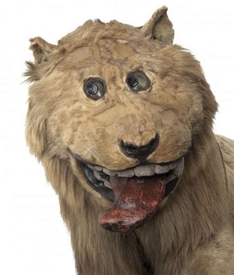 Hilariously Bad Lion Taxidermy