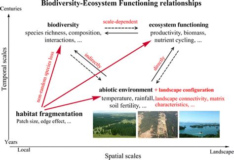 A framework describing how habitat fragmentation affects ecosystem ...