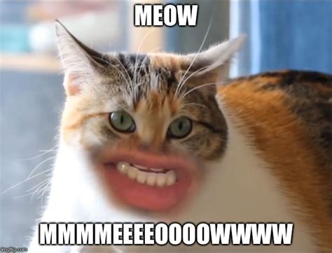 MEOW Cat Memes - Imgflip