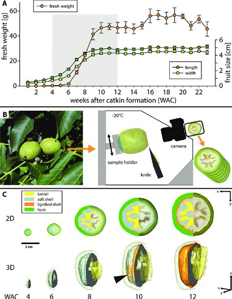 Walnut fruit development and tissue growth. (A) Fresh weight, length,... | Download Scientific ...