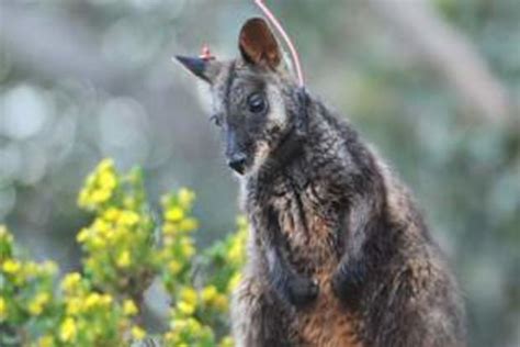 Brush-tailed wallaby breeding program outfoxed