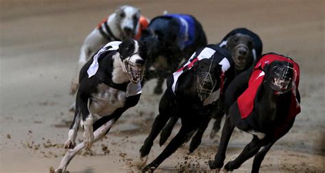 Almost 6,000 greyhounds killed in Ireland every year 'for being too ...