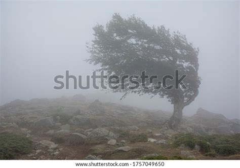 56,544 Strong Wind Images, Stock Photos & Vectors | Shutterstock