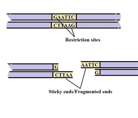 Recombinant DNA Technology - Steps, Applications and Gene Therapy