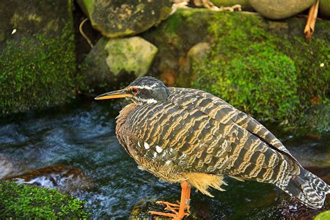 Amazon rainforest birds pictures - Just for Sharing