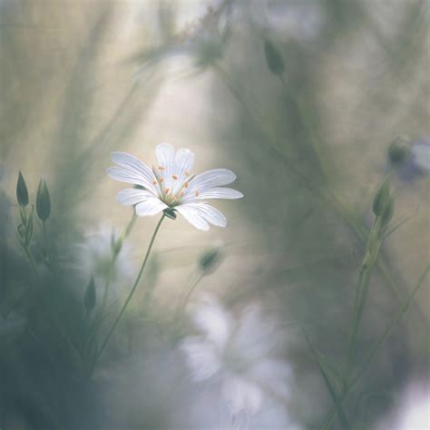 Ethereal nature photography – Jo Stephen Photography