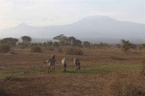 Amboseli National Park | 1 Day Amboseli Safari from Nairobi