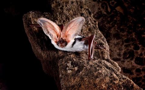 Spotted bat | Bat species, Interesting animals, Zoo animals