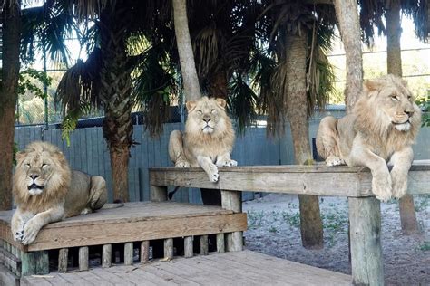 Welcoming Lions to Brevard Zoo - Brevard Zoo