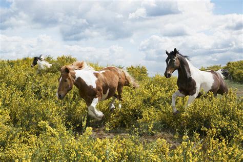 Skewbald horses running in sunny field with yellow bushes stock photo