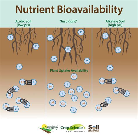 Infographic on soil pH [IMAGE] | EurekAlert! Science News Releases