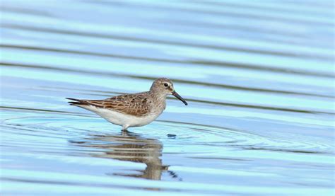 Bird Lore: White-rumped Sandpiper - My Edmonds News