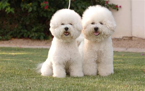 Download wallpapers Bichon Frise Dog, 4к, white fluffy dogs, cute puppies, pets for desktop free ...