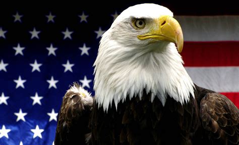 File:American Bald Eagle.jpg - Wikipedia, the free encyclopedia