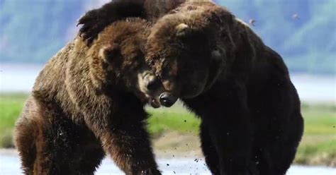 Photographer Films 'Longest, Most Intense' Grizzly Bear Fight He's Ever Seen | PetaPixel