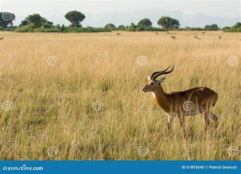 Antelope Watching Predators Steppe Stock Photos - Free & Royalty-Free Stock Photos from Dreamstime