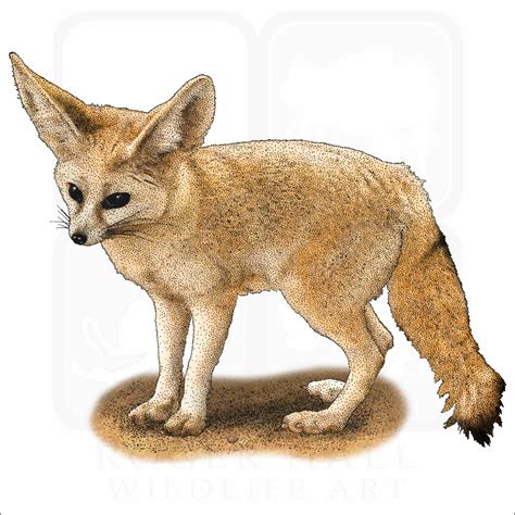 Fennec Fox - Signed Fine Art Print - inkart