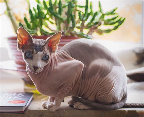 8 Different Sphynx Cat Colors (With Pictures) - Excited Cats