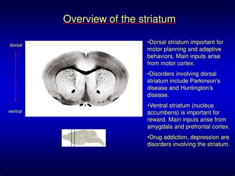 PPT - Overview of the striatum PowerPoint Presentation, free download - ID:995460