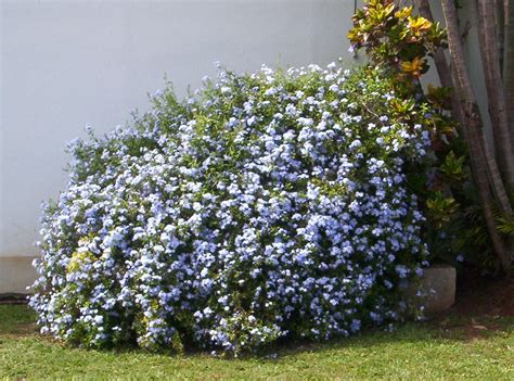 Plumbago capensis | Arbustos, Arboles para sombra, Jardines