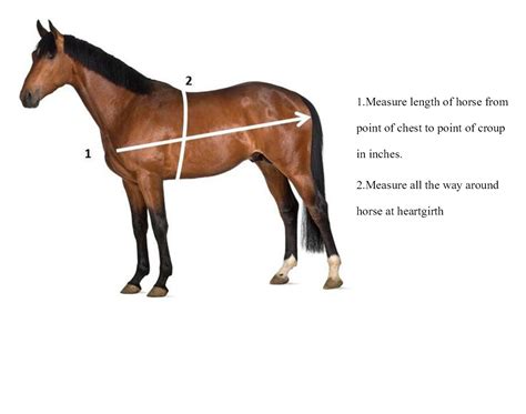 Accurate Horse Height & Weight Measurement Techniques | Horse Care Advisor