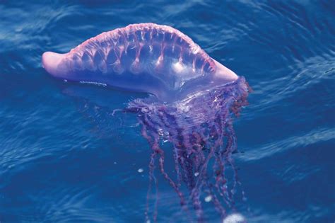 Manowar Jellyfish Facts, Habitat, Diet, Life Cycle, Pictures