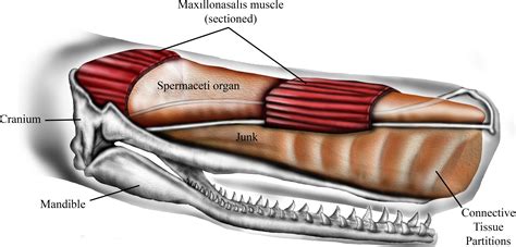 Spermaceti Structure