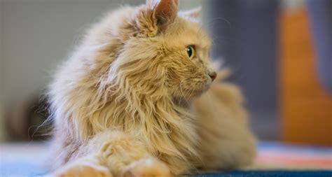 9 Fluffy Orange Cat Breeds (Pictures) You’ll Fall in Love! - Barkmind