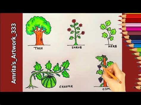 Plants Drawing | Type Of Plants drawing | Easy Tree, Shrub, Creeper, Climber Drawing - YouTube