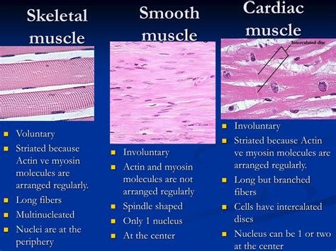 PPT - ANIMAL TISSUES PowerPoint Presentation, free download - ID:4454714