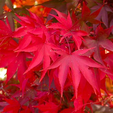 Acer palmatum Osakazuki 30cm - Garden World Nursery