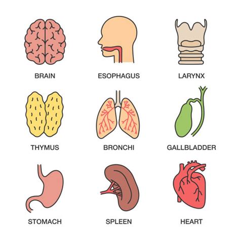 esophagus clipart 19 free Cliparts | Download images on Clipground 2024