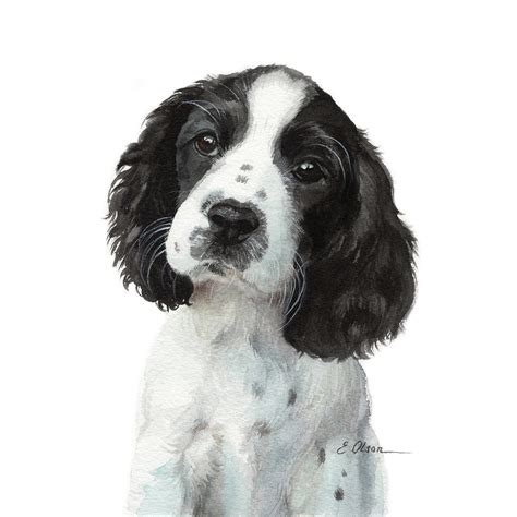 English Springer Spaniel Puppy Prints Black & White Springer - Etsy Canada