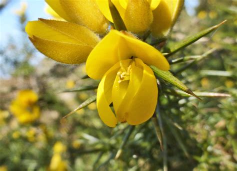 Gorse – the yellowest of flowers | Walkhighlands