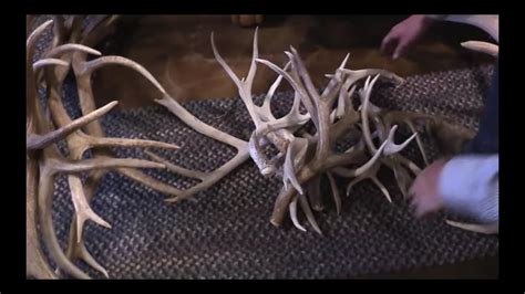 SELLING ELK AND DEER ANTLERS - YouTube