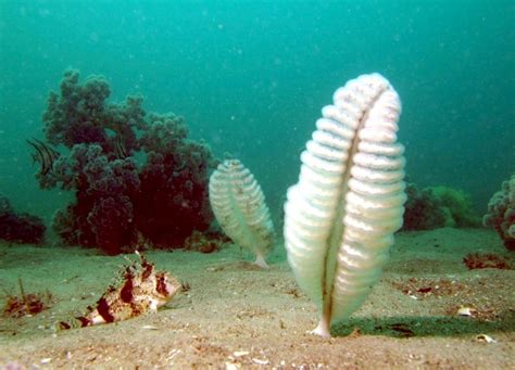 Sea Pen – "OCEAN TREASURES" Memorial Library