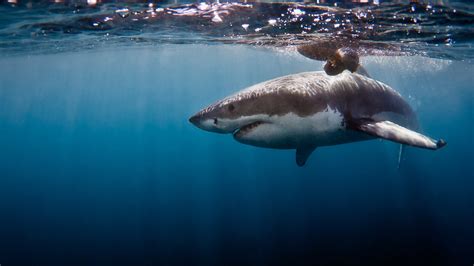 Shark cage diving | Thrill-Seekers Experiences | andBeyond