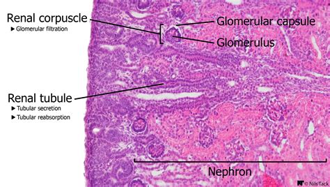 Histology of the renal cortex | Dissection, Renal, Kidney