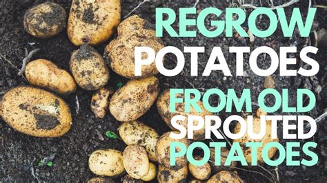 How to Regrow Potatoes from Old Sprouted Potato Scraps - YouTube