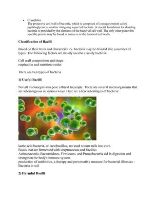 Bacteria.pdf