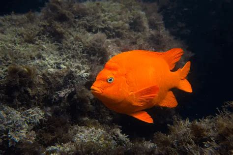 Garibaldi Fish: The California State Fish | Fishkeeping World