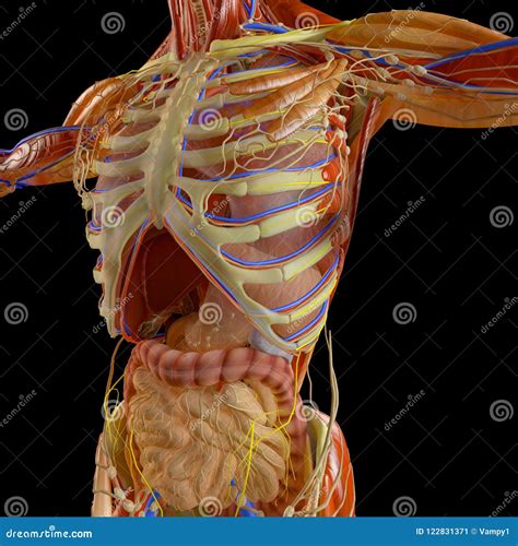 Rib Cage Anatomy Organs Liver