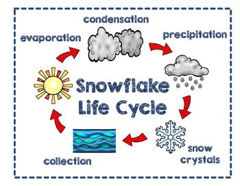 Snowflake Life Cycle by Amy Blackwell | Teachers Pay Teachers