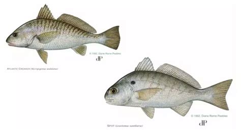 FWC Release New Regulations For Spot, Atlantic Croaker on Atlantic ...